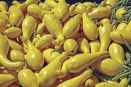 Crookneck squash
